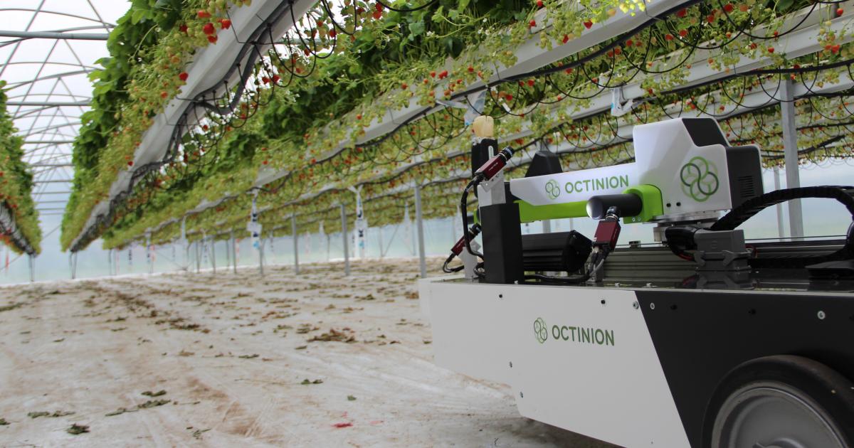 A new prototype of the strawberry picking robot was presented Octinion